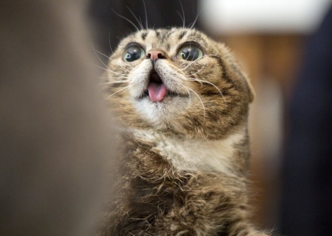 Почему кошки высовывают язык? — Кот Обормот
