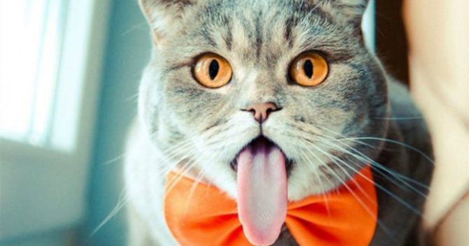 Почему кошки высовывают язык норма или патология