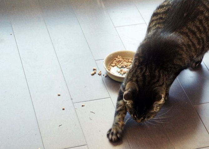 Почему кошки закапывают еду