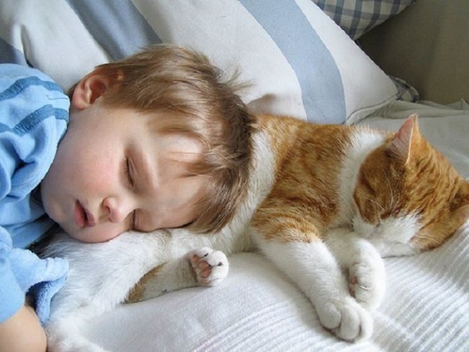 Почему коты и кошки любят спать на человеке, на голове человека?
