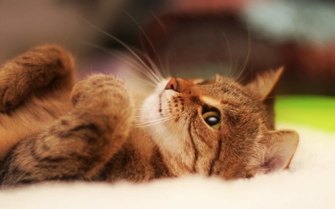 Почему наши кошки любят лежать на спине?