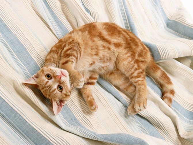 Почему наши кошки любят лежать на спине?