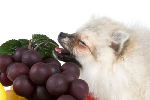 почему не стоит собаке употреблять виноград