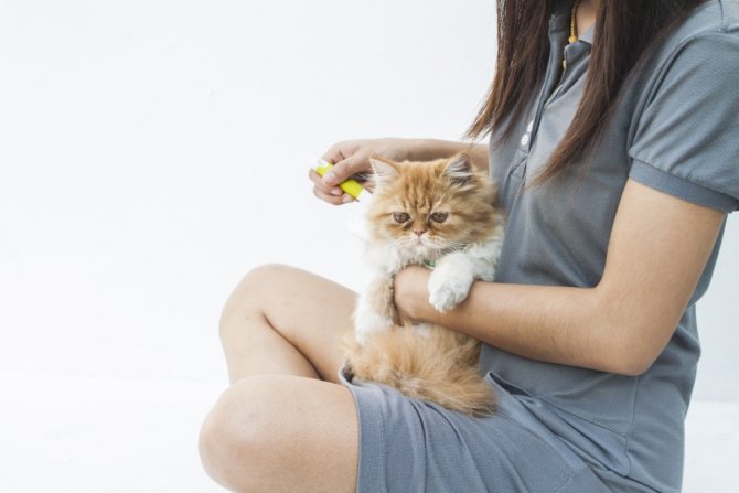 Почему нельзя целовать кошек - заболевание которыми можно заразится