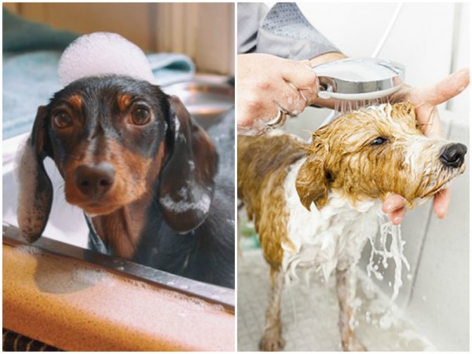 'Почему нельзя мыть собаку "человеческим
