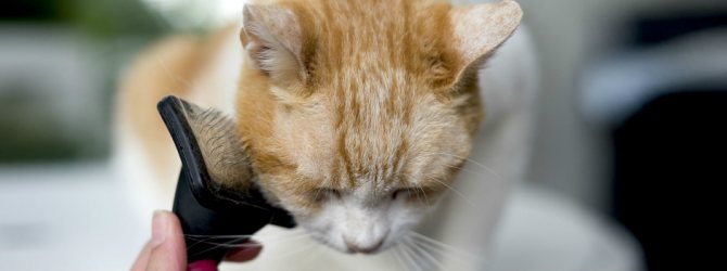 Почему нельзя устранять зуд когда у кошки расчесы
