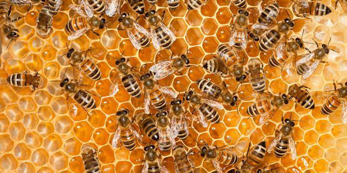 почему пчела умирает при укусе