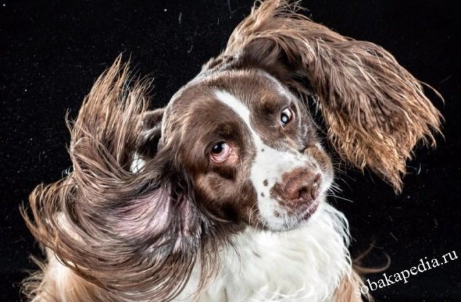 Почему собака чешет уши и трясет головой — возможные причины
