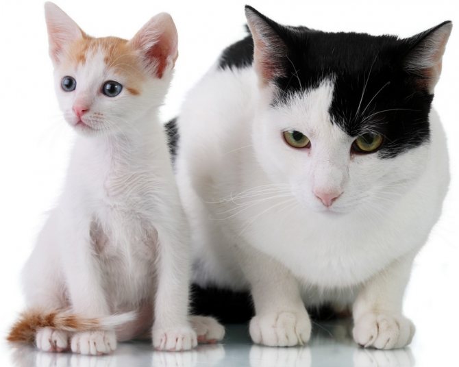 Почему у кошки чешутся уши: причины и лечение