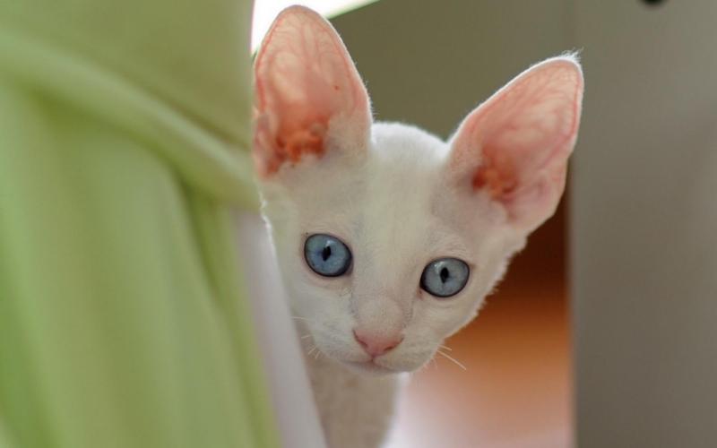 Почему у кошки холодные уши
