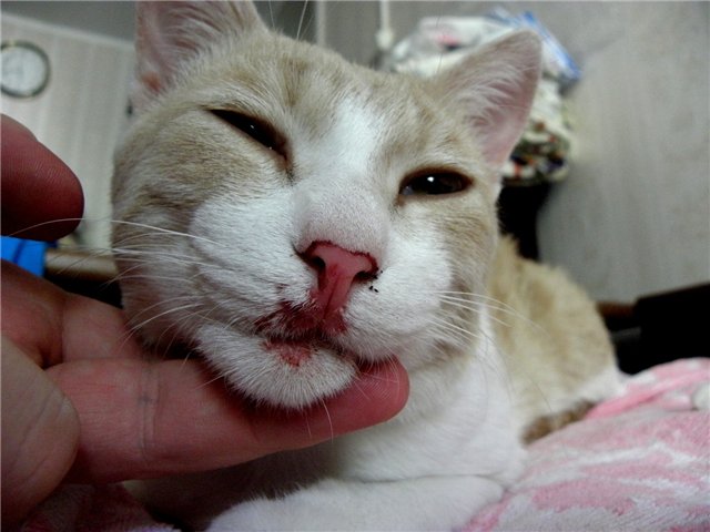 Почему у кошки идет кровь из переднего прохода: первая помощь питомцу