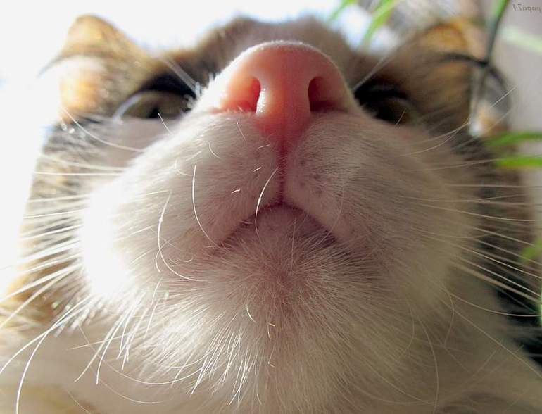 Почему у кошки мокрый нос