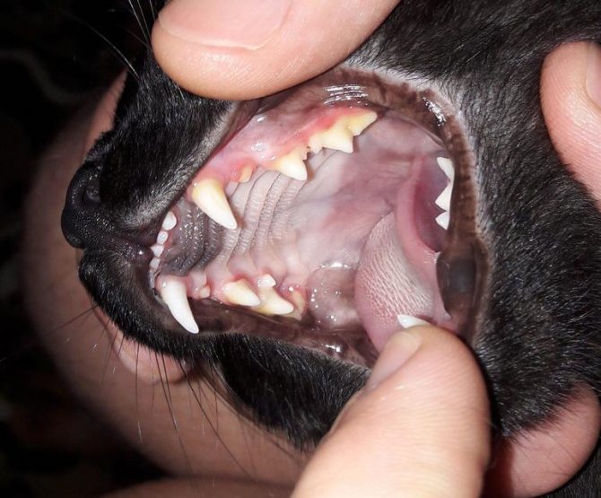 Почему у кошки пахнет изо рта