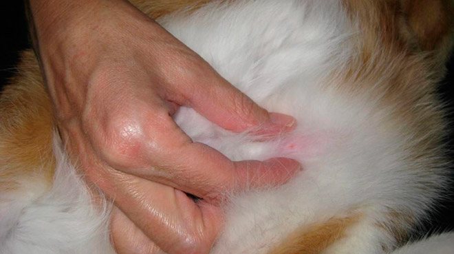 Почему у кошки появилась шишка на теле