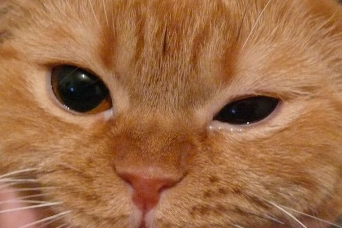 Почему у кота насморк и слезятся глаза