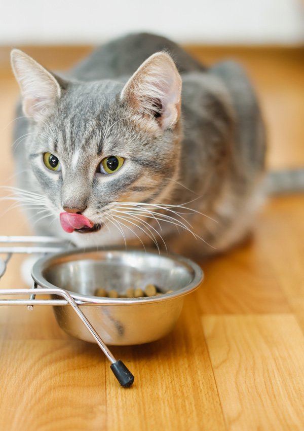 Почему у кота нет аппетита