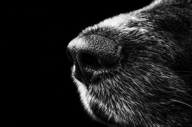 Почему у собаки сухой и теплый нос? Что значит, если у собаки сухой, теплый, холодный нос, трескается, шелушится?