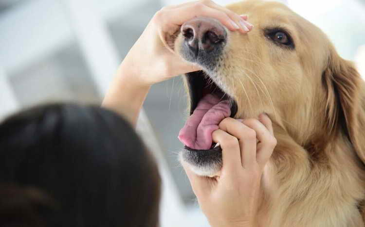 почему у собаки выпадают зубы