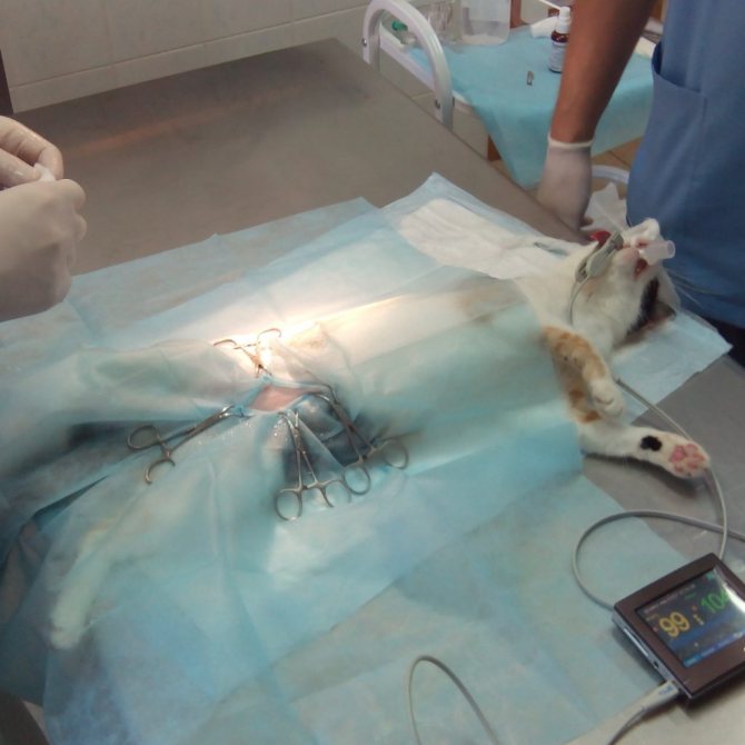Подготовка к лапароскопии при стерилизации кошки