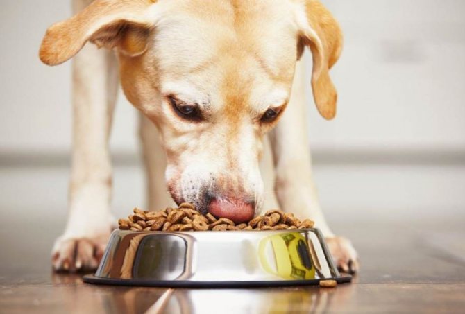 полезен ли корм из субпродуктов для собак