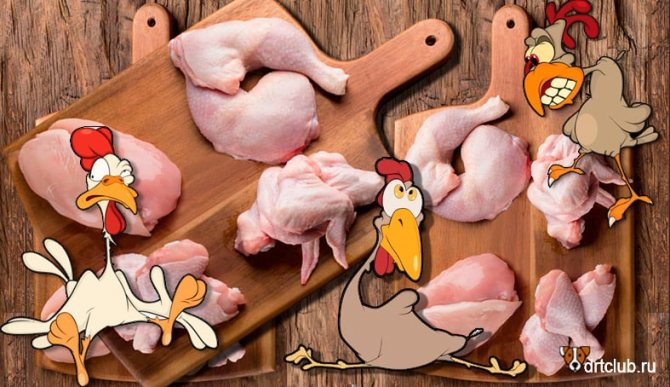 Полезно ли мясо курицы