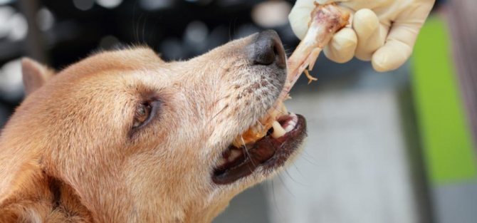 Полезность куриной кости для собаки