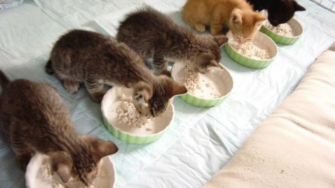 Полезные и вкусные крупы для кошек