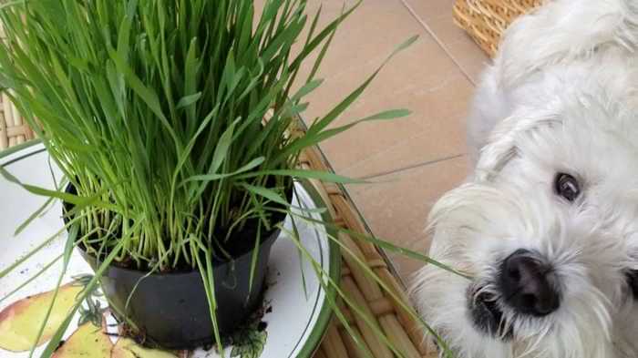 полезные травы для собак