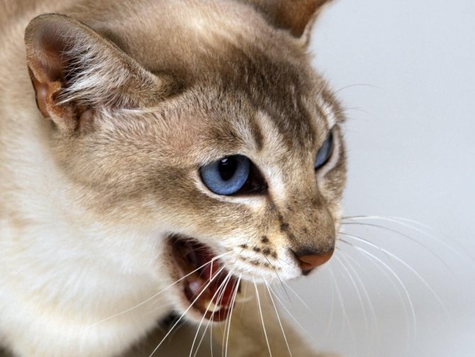 Половое созревание кошек: когда и сколько длится течка?
