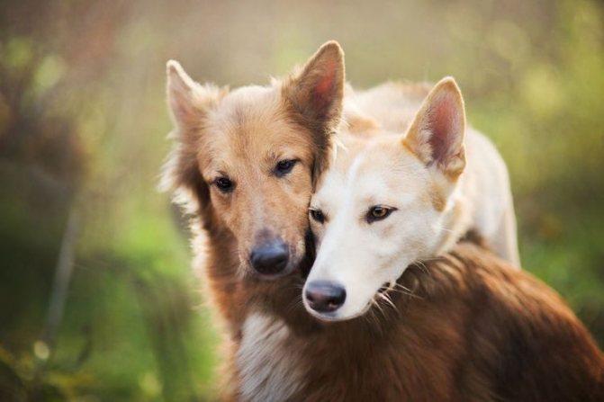 Половые различия у собак не сразу бросаются в глаза, поскольку поведение зависит прежде всего от воспитания