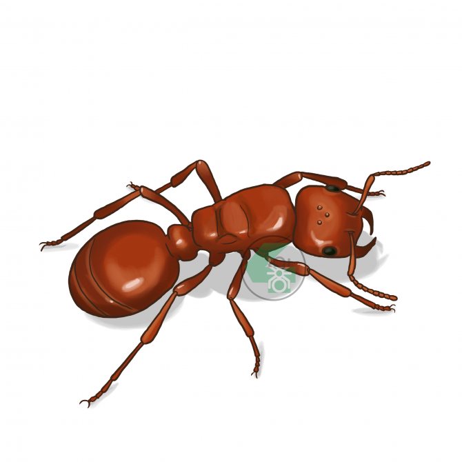 Polyergus rufescens (муравей-амазонка)