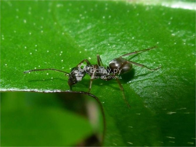 Польза и вред от муравьев в огороде
