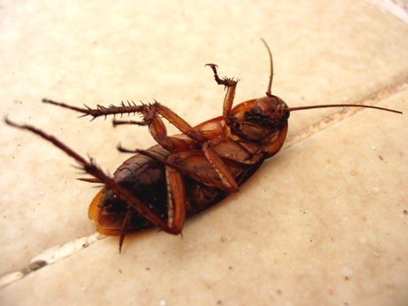 Помогает ли дихлофос от тараканов
