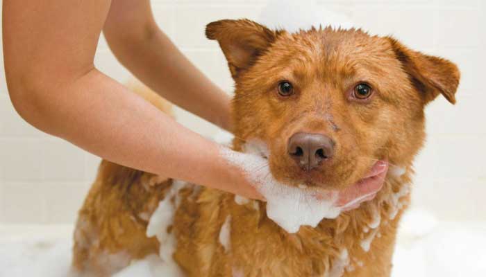 Помойте собаку с шампунем против блох