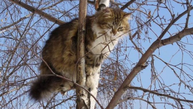 помощь кошке слезть с дерева