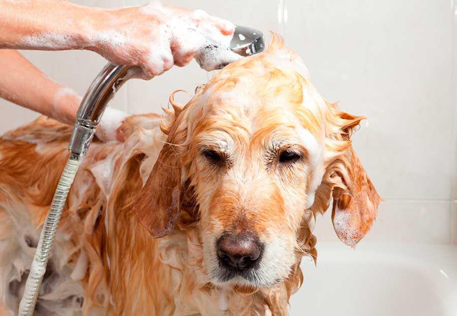 Помыть собаку с шампунем от блох