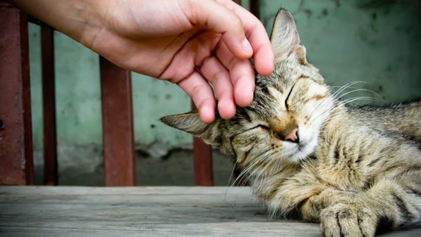 Поощрение — один из самых действенных методов обучения котов