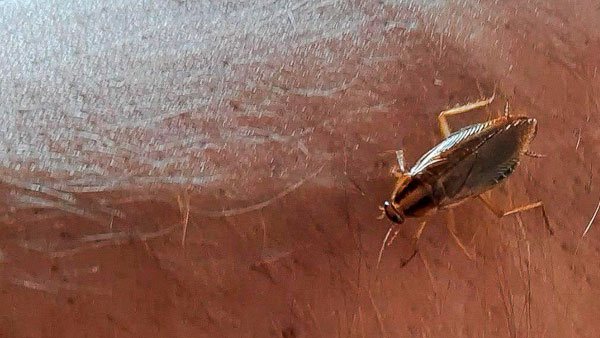 Попав на кожу, таракан не будет кусать, но постарается как можно быстрее спрятаться.