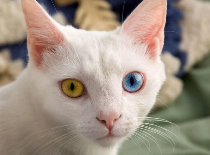 Порода белой кошки с разноцветными глазами
