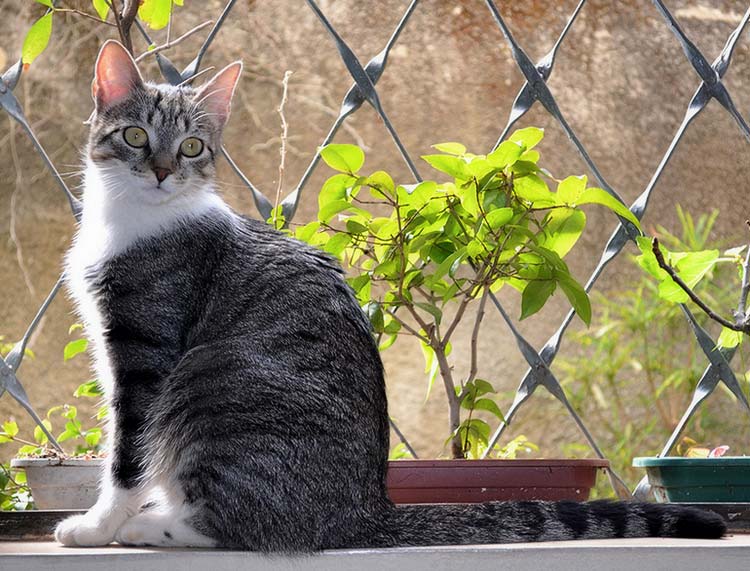 порода Бразильский короткошерстный кот