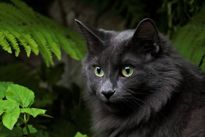 Порода черного кота с зелеными глазами