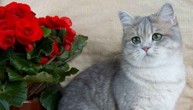 Порода кошек британская шиншилла