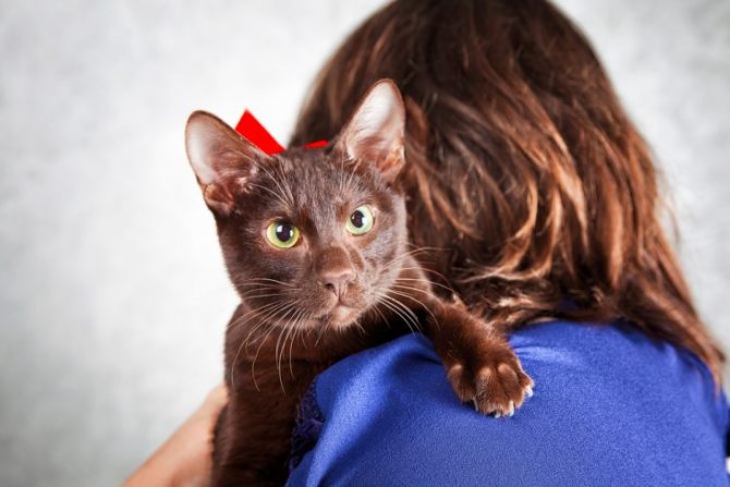 Порода кошек гавана браун — шоколадное совершенство