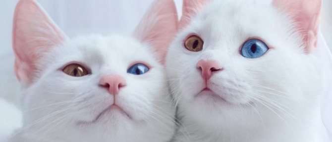 Порода кошек с разными глазами