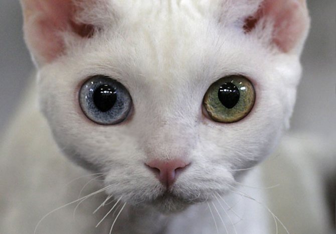 Порода кошки с разноцветными глазами