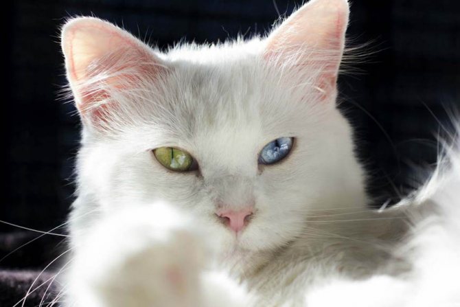 Порода кота с разными глазами
