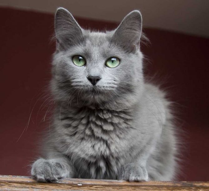 Порода серой кошки с зелеными глазами