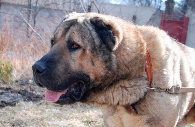 порода собак армянский волкодав гампр