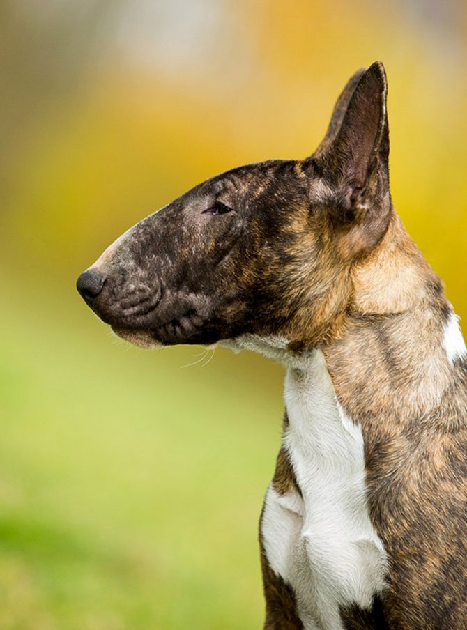 Порода собак бультерьер: подробное описание, характер и особенности содержания. Чем опасен бультерьер (кроме того, что вызывает привыкание)