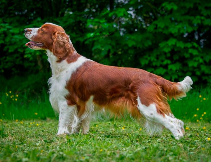 порода собак Вельш-спрингер-спаниель